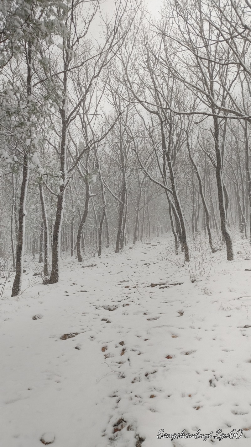 这雪下的也太漂亮了吧！325 作者:西门飘雪 帖子ID:357804 