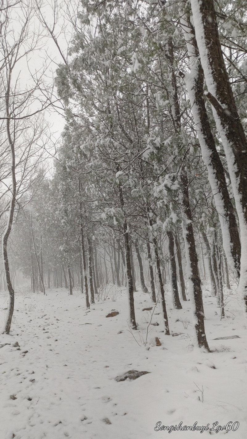 这雪下的也太漂亮了吧！3391 作者:西门飘雪 帖子ID:357804 