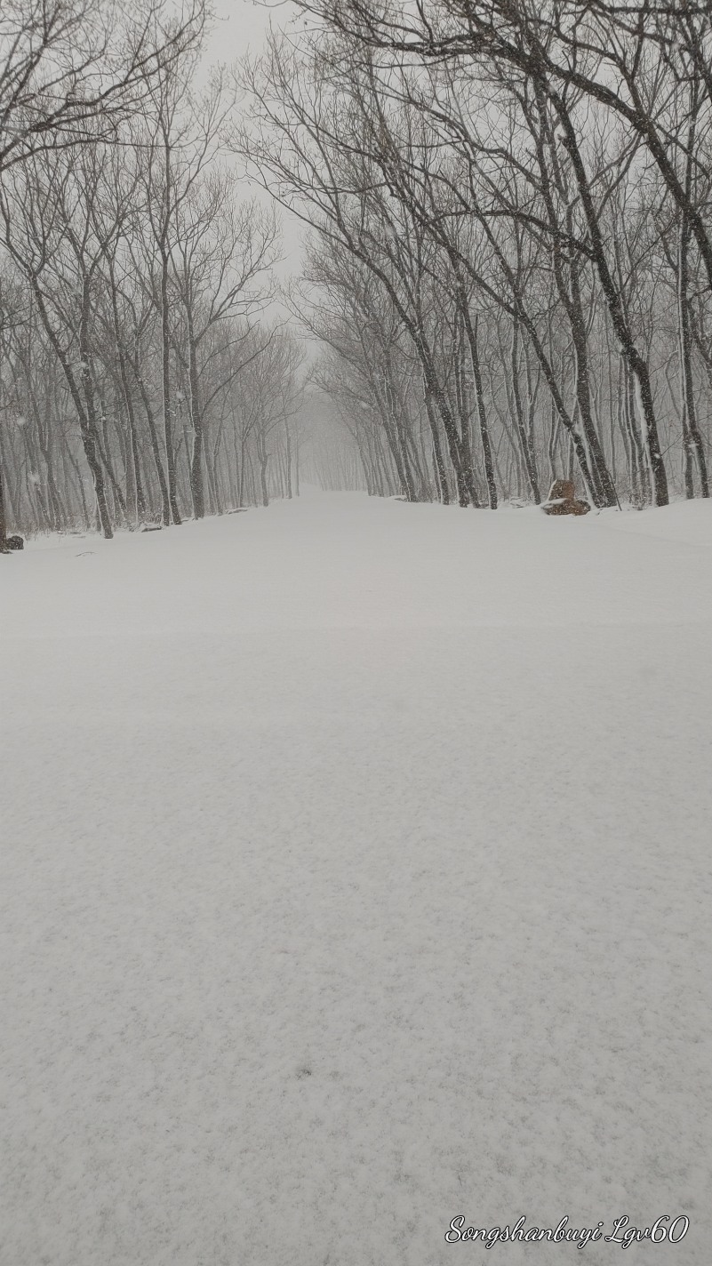 这雪下的也太漂亮了吧！9851 作者:西门飘雪 帖子ID:357804 