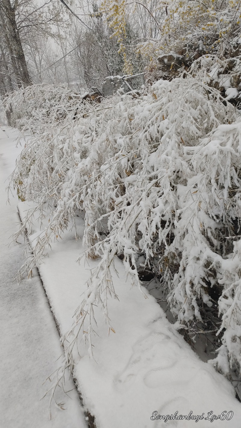 这雪下的也太漂亮了吧！2081 作者:西门飘雪 帖子ID:357804 