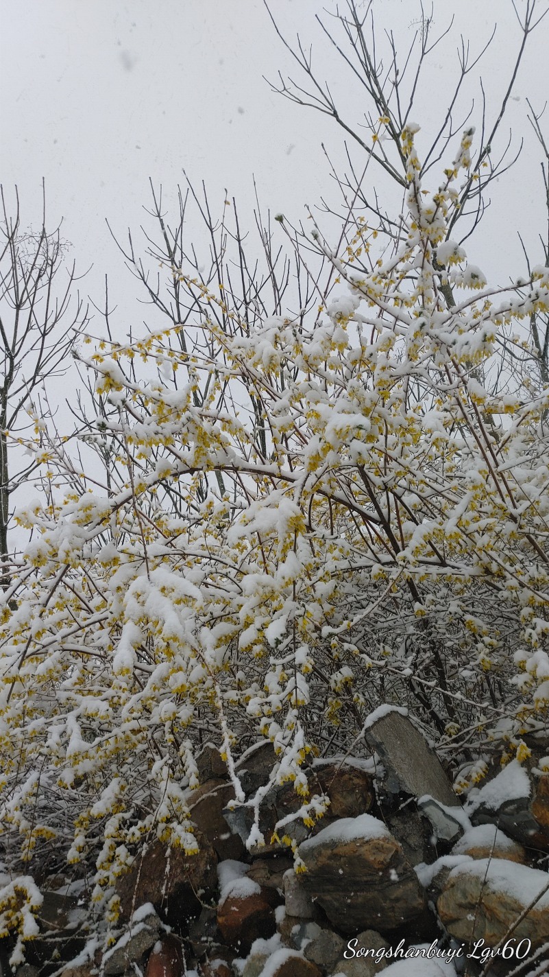 这雪下的也太漂亮了吧！2486 作者:西门飘雪 帖子ID:357804 