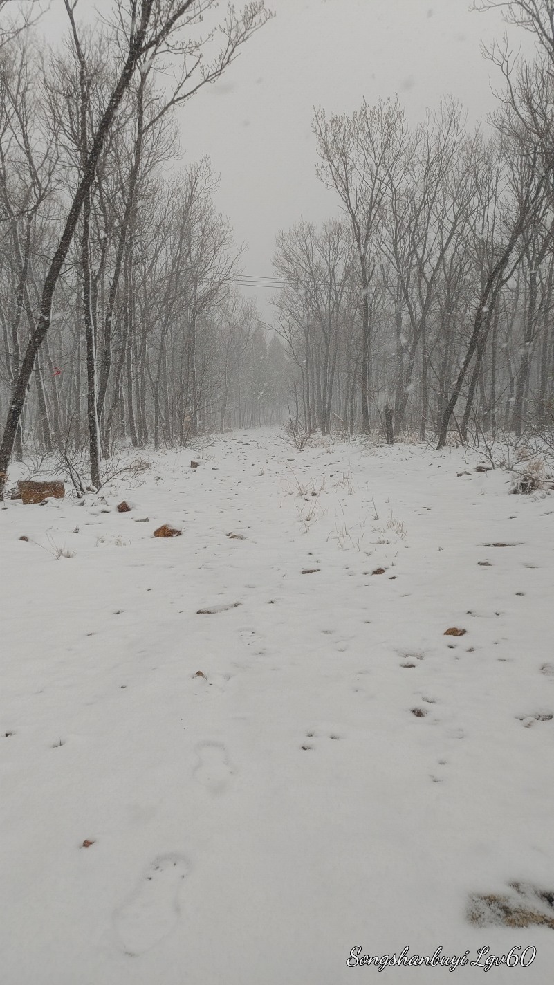 这雪下的也太漂亮了吧！5390 作者:西门飘雪 帖子ID:357804 