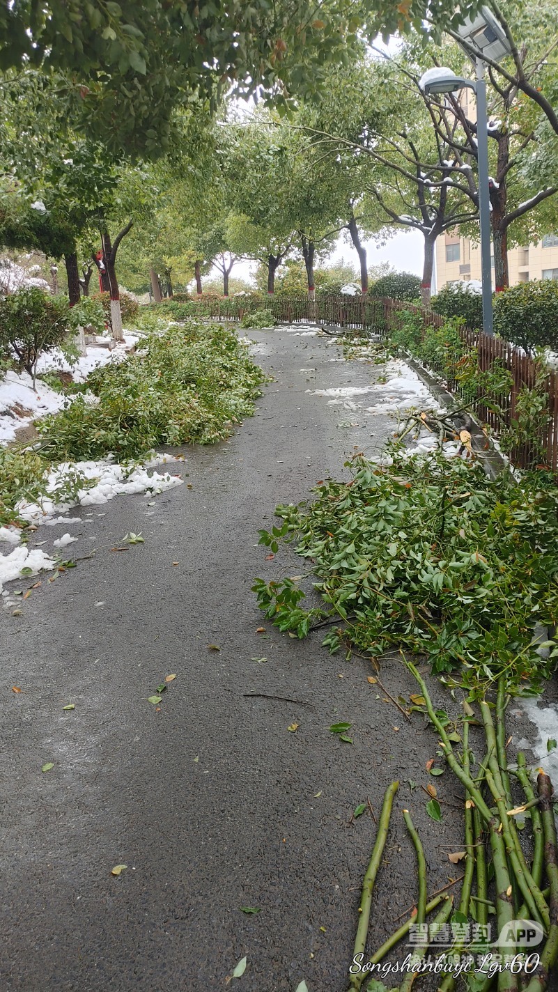 昨天的大雪对公园树木造成的伤害，真是惨不忍睹！7254 作者:西门飘雪 帖子ID:357818 