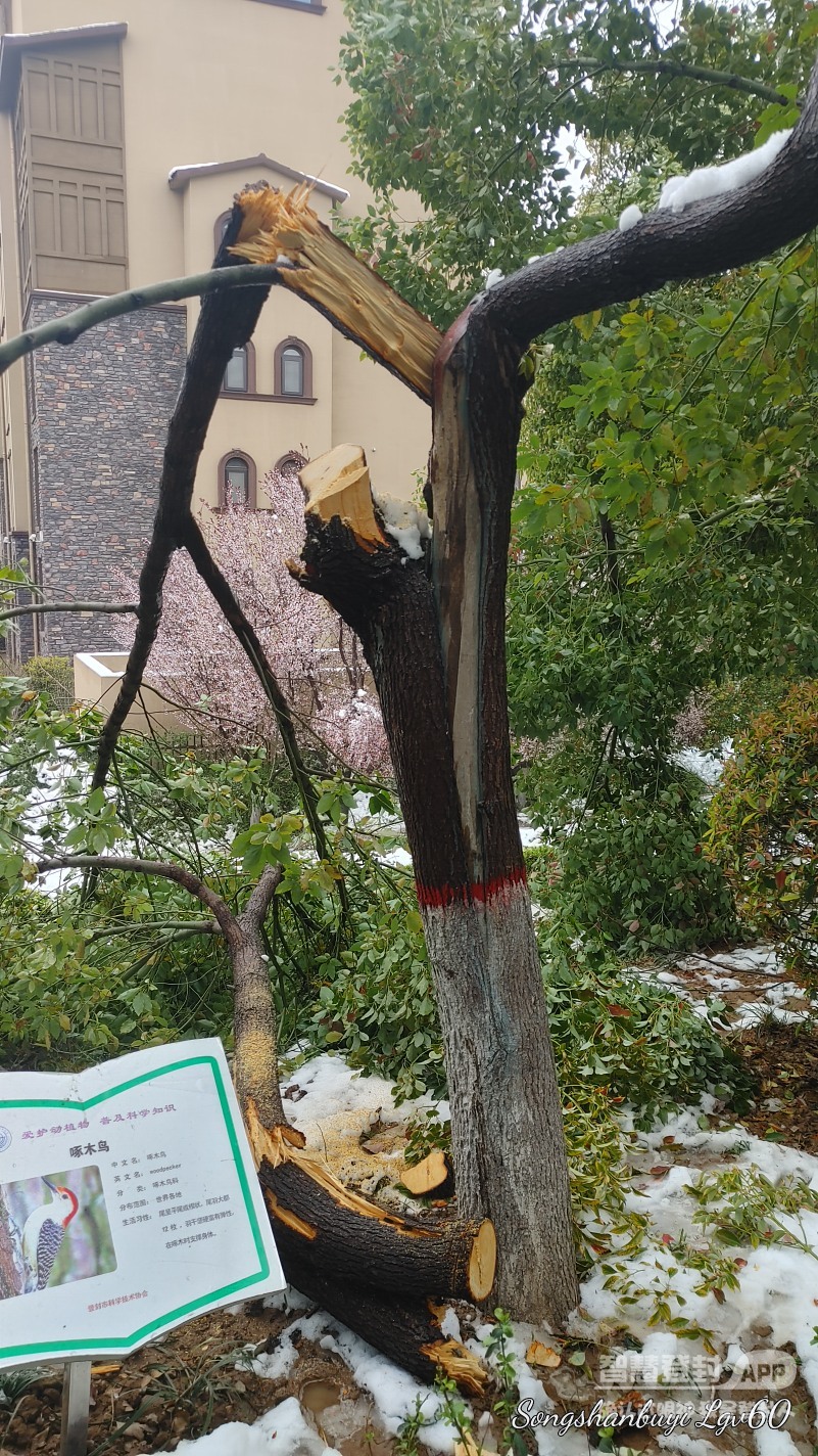 昨天的大雪对公园树木造成的伤害，真是惨不忍睹！7263 作者:西门飘雪 帖子ID:357818 