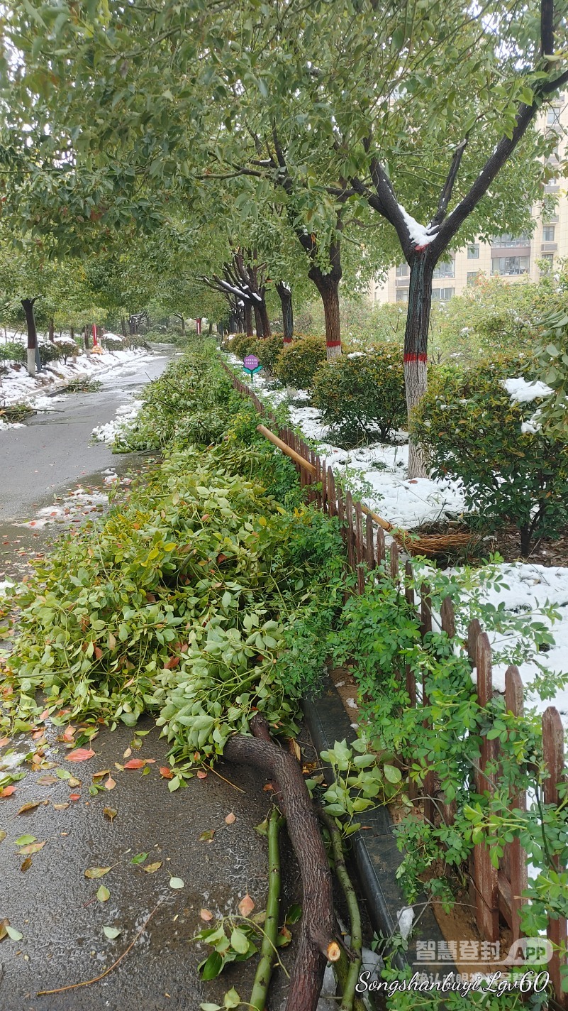 昨天的大雪对公园树木造成的伤害，真是惨不忍睹！9830 作者:西门飘雪 帖子ID:357818 