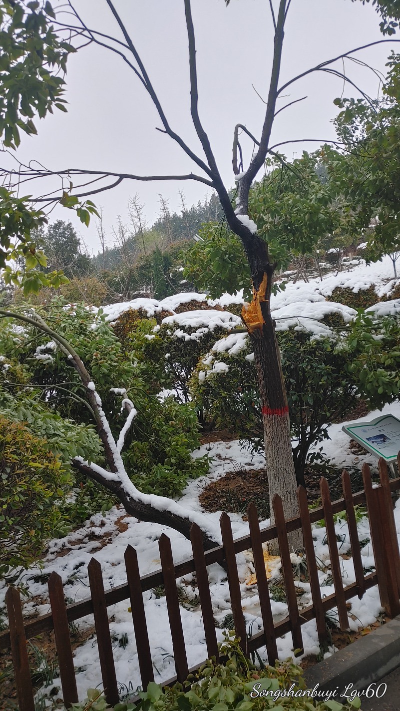 昨天的大雪对公园树木造成的伤害，真是惨不忍睹！4327 作者:西门飘雪 帖子ID:357818 