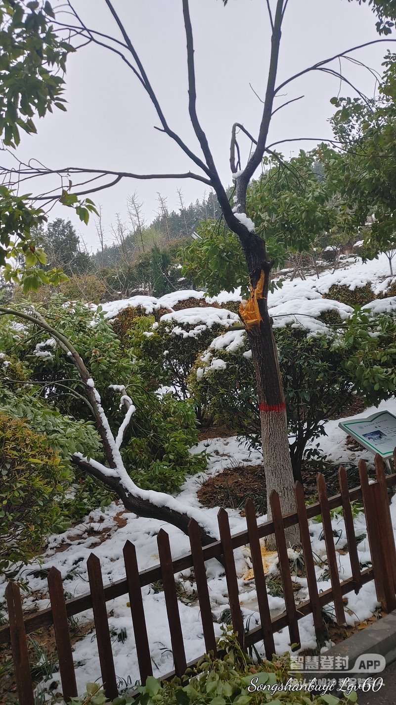 昨天的大雪对公园树木造成的伤害，真是惨不忍睹！4327 作者:西门飘雪 帖子ID:357818 