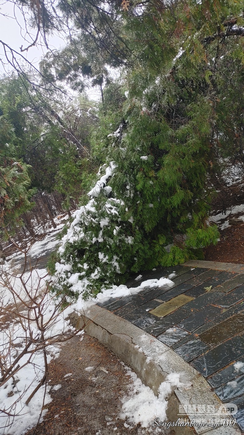 昨天的大雪对公园树木造成的伤害，真是惨不忍睹！8469 作者:西门飘雪 帖子ID:357818 
