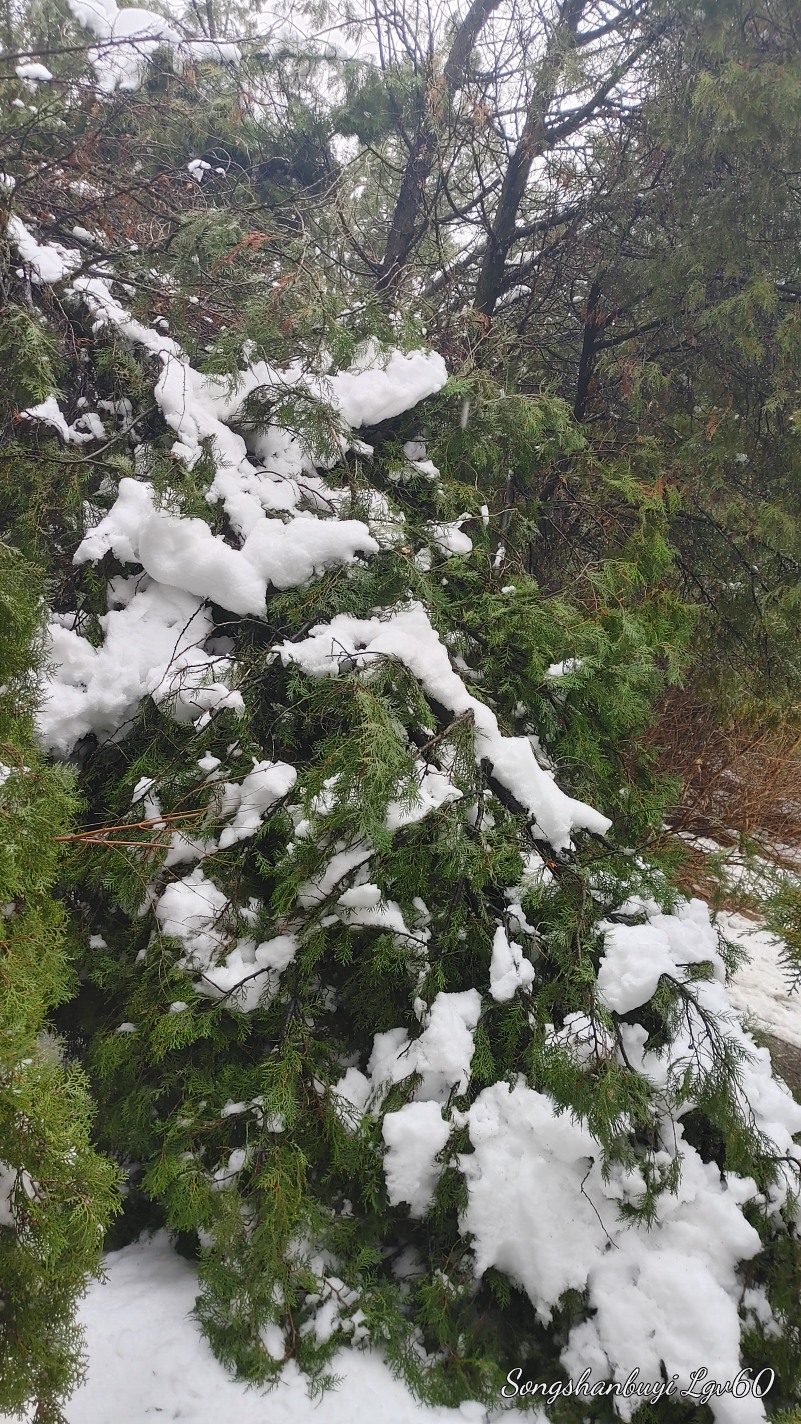 昨天的大雪对公园树木造成的伤害，真是惨不忍睹！9786 作者:西门飘雪 帖子ID:357818 