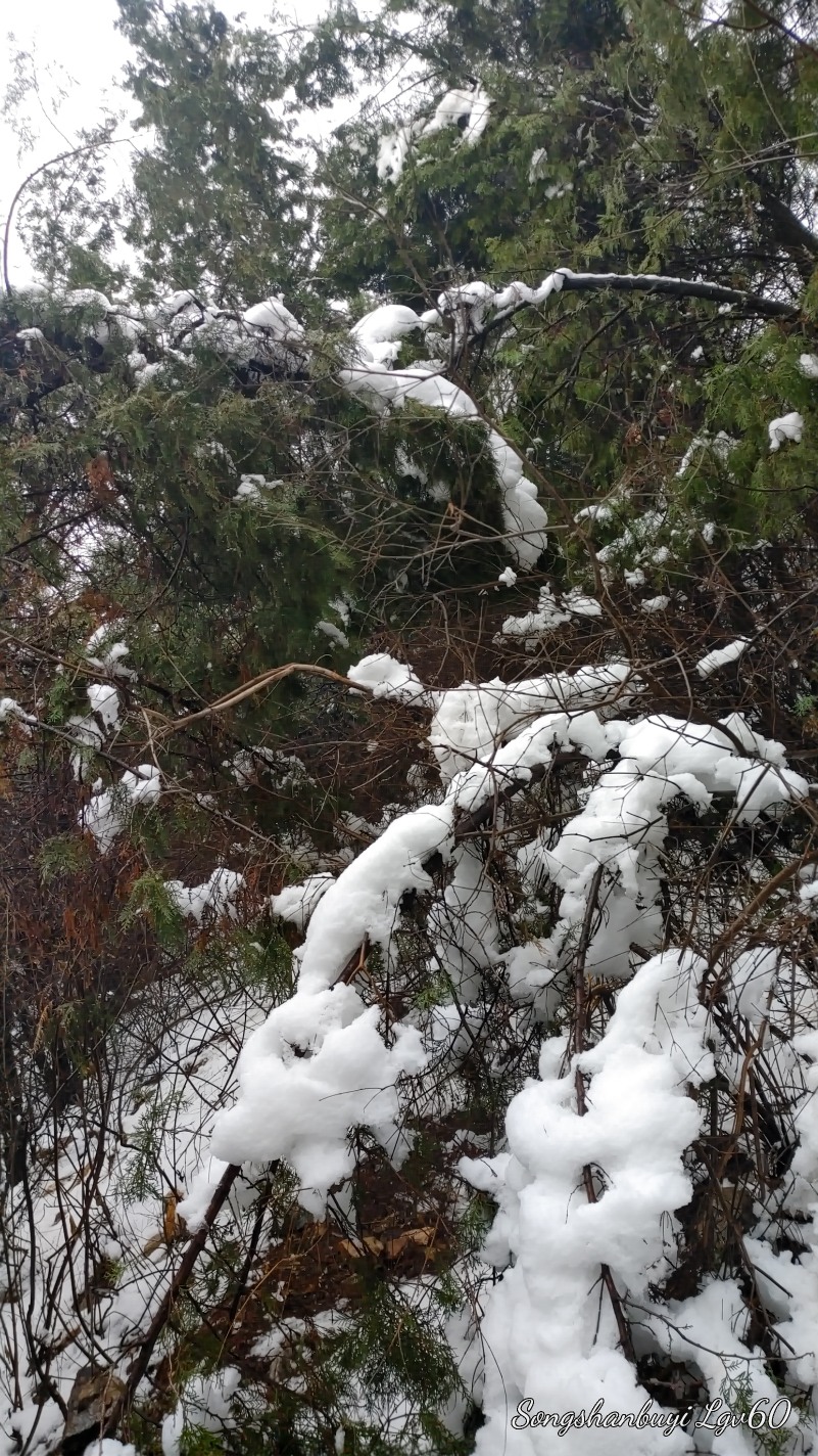 昨天的大雪对公园树木造成的伤害，真是惨不忍睹！7336 作者:西门飘雪 帖子ID:357818 