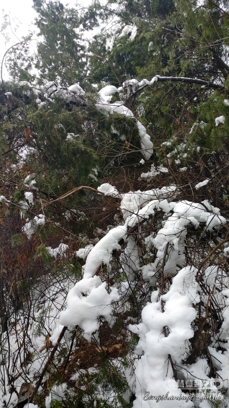 昨天的大雪对公园树木造成的伤害，真是惨不忍睹！7336 作者:西门飘雪 帖子ID:357818 